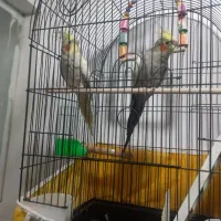 یک جفت عروس هلندی  نرسیامون ماده لتینو