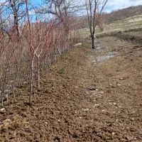 فروش نهال بادام در استان همدان شهرستان رزن