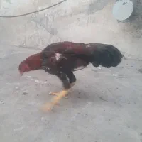 خروس لاری معاوزه با گندم