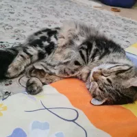 واگذاری گربه نژاد دار