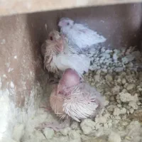 جوجه عروس|پرنده|مشهد, سیسآباد|دیوار