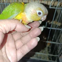 جوجه طوطی گرینچیک و طوطی برزیلی