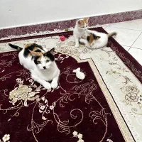 پیشیهای دوست داشتنی