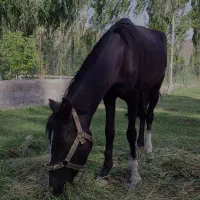 اسب مادیون یورقه|اسب و تجهیزات اسبسواری|قوچان, |دیوار