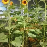 فروش-یک-قطعه-زمین-به-مساحت-1700متر