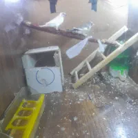 فنچ مولد واقعی با تخم و جوجه|پرنده|خرم‌آباد, |دیوار