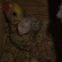 طوطی برزیلی بالغ و جوجه مرغ عشق مولد با تخم و جوجه|پرنده|رشت, حمیدیان|دیوار