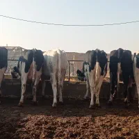 گاو ابستن سنگین|حیوانات مزرعه|بشاریات, |دیوار