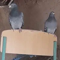 کبوتر فروشی