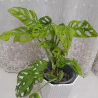 گل آپارتمانی|گل و گیاه طبیعی|بندر گناوه, |دیوار