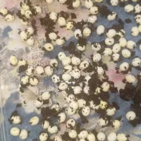 حلزون|خزنده|اهواز, زیتون کارمندی|دیوار