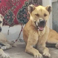 واگذاری توله سگ سرابی