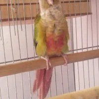 طوطی گرینچیک مولد