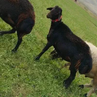 بره نر یه ساله