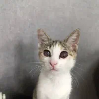 گربه واگذاری رایگان