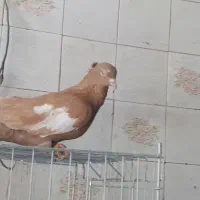 کفتر سرک زردپر رنگ  رنگ پرتقالی