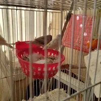 فنچ کینگ|پرنده|قرچک, مهدیه|دیوار