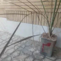 درخت نخل پیارم