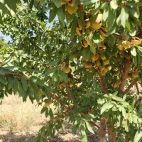 تولیدانواع نهال لیبل داردرنهالستان غرب نهال|خدمات باغبانی و درختکاری|سمنان, |دیوار