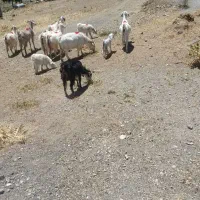 فروشی