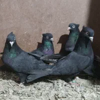 دوجفت زاغ واکسی کاکلی و یک جفت آتم