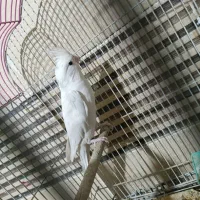 عروس هلندی|پرنده|کرمان, |دیوار