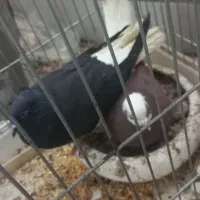 ی جفت کفتر با جوجه فروش نقد و معاوضه