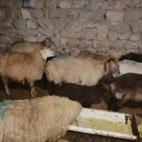 گوسفند|حیوانات مزرعه|گرمخان, |دیوار