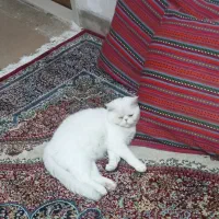 فروش گربه پرشین