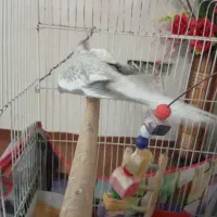 عروس هلندی|پرنده|تاکستان, |دیوار