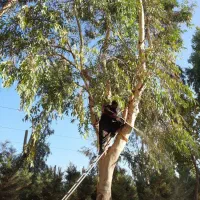 هرس درختاتن خطرناک|خدمات باغبانی و درختکاری|قم, بنیاد|دیوار