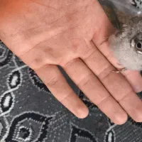 یک عدد جوجه قناری  شاه تخم نر