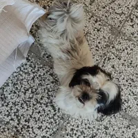 سگ خونگی تربیت شده|سگ|بهشهر, |دیوار