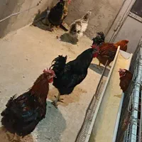 خروس بومی و محلی|حیوانات مزرعه|اصفهان, ارغوانیه|دیوار