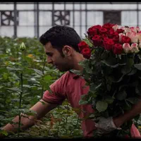 استخدام گلخانه گل رز