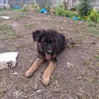 سگ ژرمن|سگ|اردبیل, |دیوار