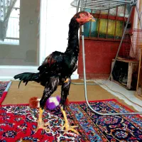 جوجه خروس لاری