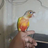 گرینچیک جفت نر ماده رام