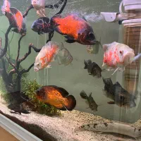 ماهی اسکار پیکاک دالر