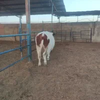 فروش دوراس تلیسه سمیینتال اصل|حیوانات مزرعه|نیشابور, ریوند|دیوار