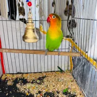 طوطی کوتوله برزیلی