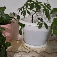 گل خانگی