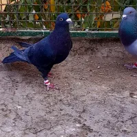 غره سبزکرمونی و زاغ و گراف