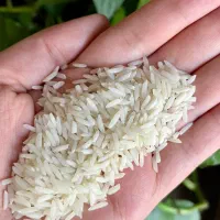برنج هاشمی درجه یک - مزرعه شخصی