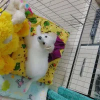 سگ پامرین اشپیتز سفید