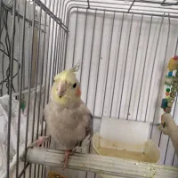 عروس هلندی ماده|پرنده|بروجرد, |دیوار