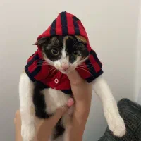 گربه