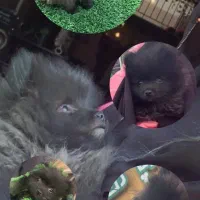 توله پامر خرسی