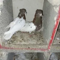 کبوتر کله زرد کاکلی و...|پرنده|میانه, |دیوار