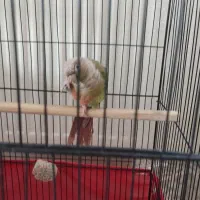 گرینچیک اناناسی دستی سخنگو